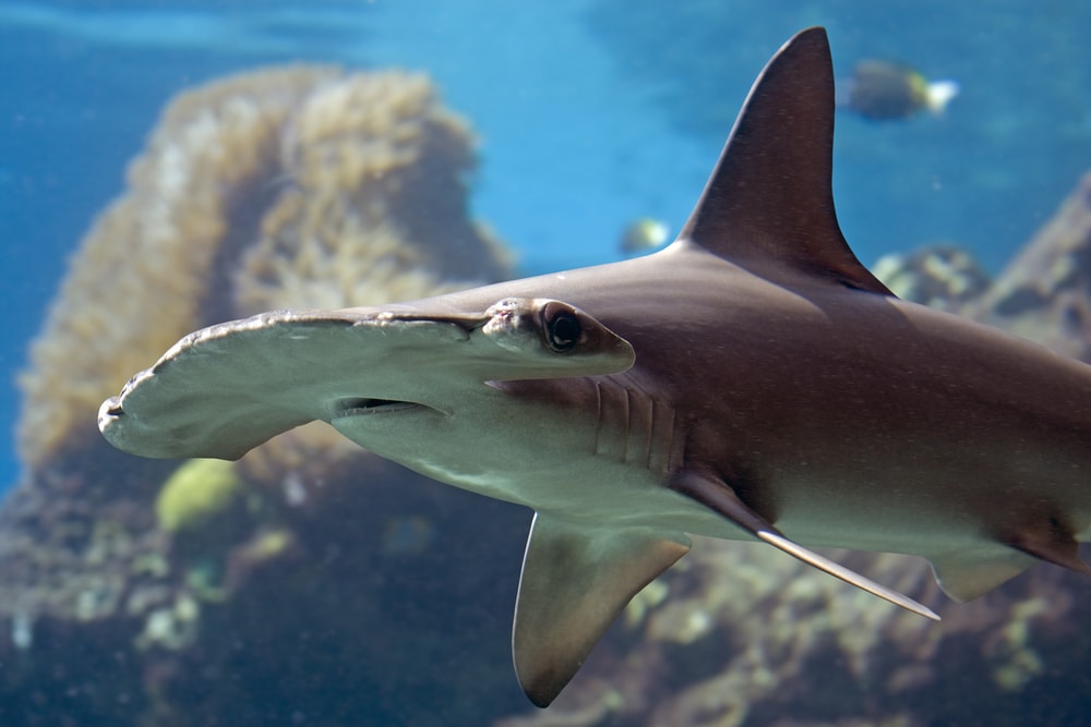 Close up shot of the Scalloped Hammerhead Sharks head