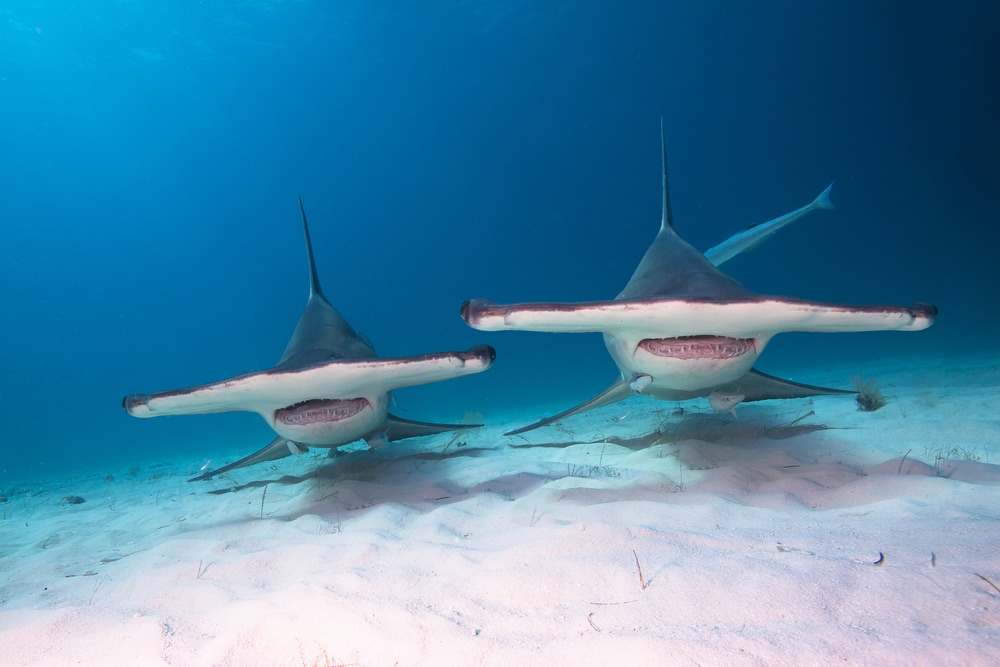 Two Scalloped Hammerhead Sharks swimming on the white sand of an ocean