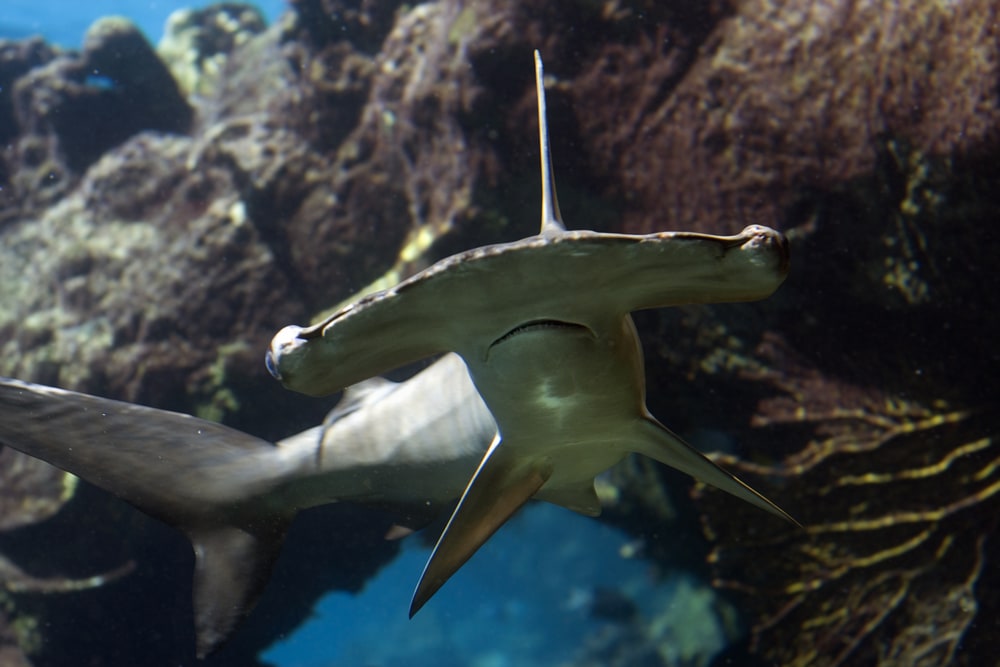 Scalloped Hammerhead Sharks inside a coral