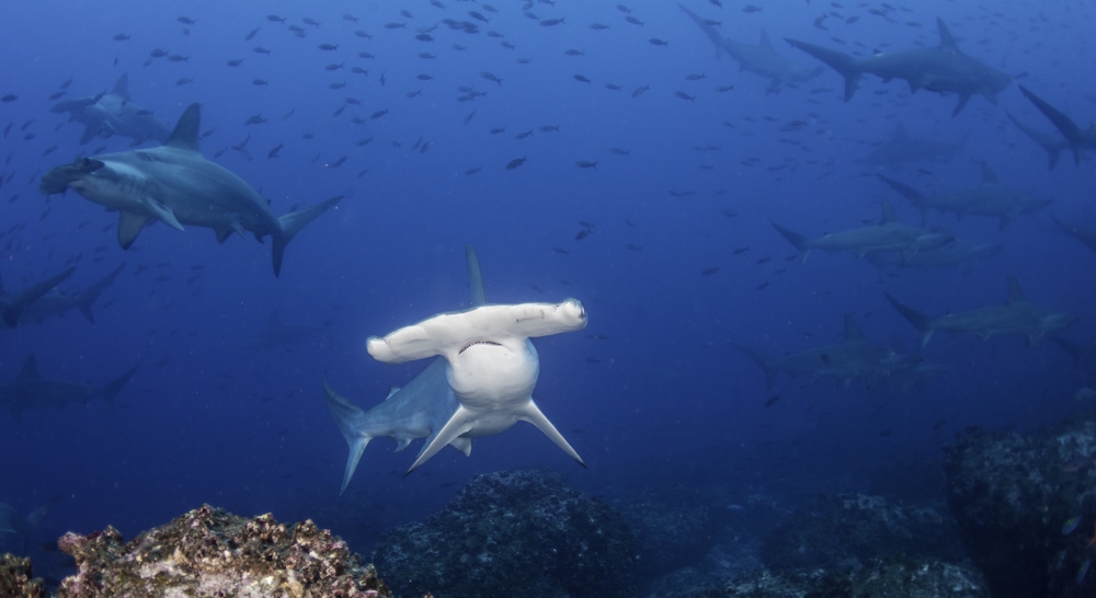 Scalloped Hammerhead Sharks swimming in the deep ocean