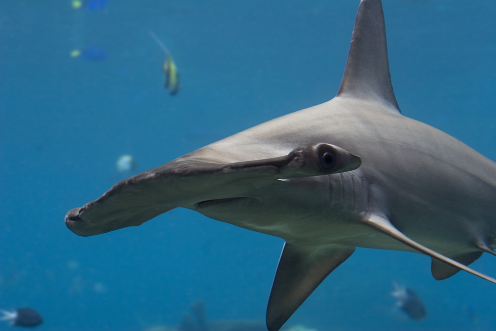 Close up photo of the Scalloped Hammerhead Sharks head
