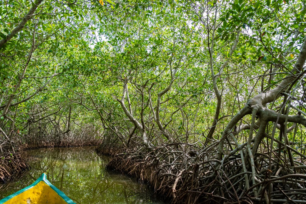 view of mangrove swamp