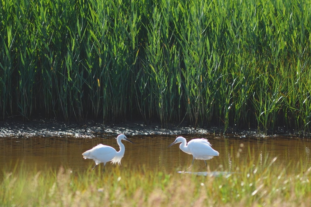 two egrets in Seaton Wetlands