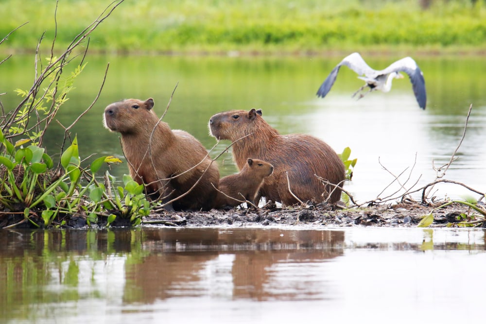 a family of capybara  on a wetlands