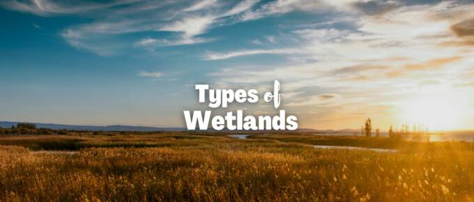 types of wetlands featured image