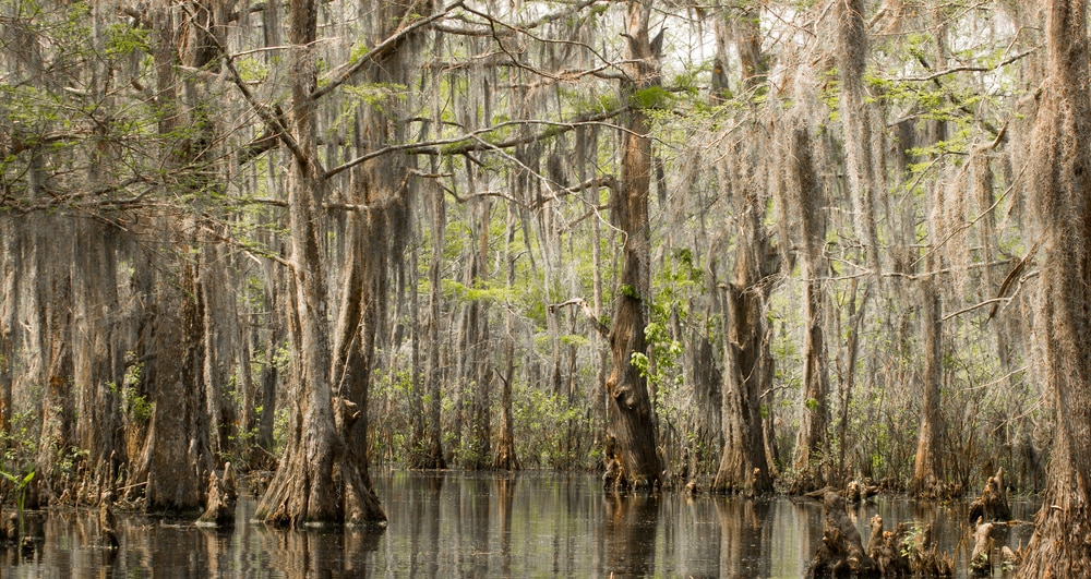 cypress trees in Louisiana swamp