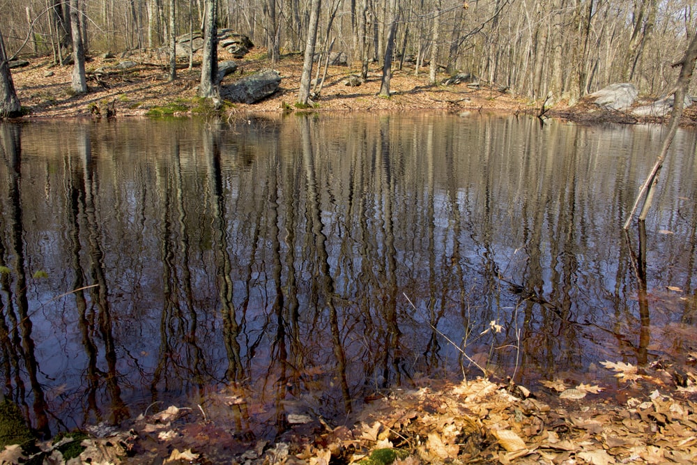 Vernal pool in Shenipsit State Forest, Somers, Connecticut,