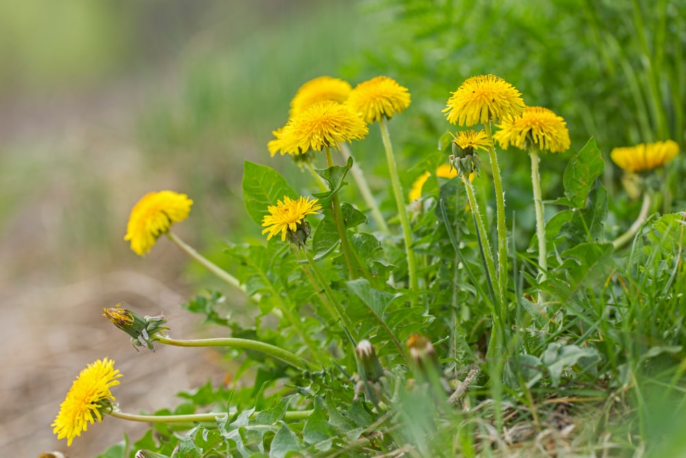 image of a dandelion with yellow flowers 