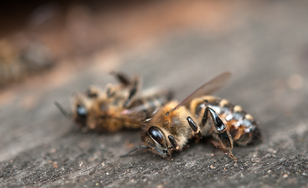 two dead bees on the ground 