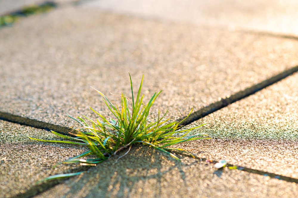 grass weeds growing in between concrete cracks