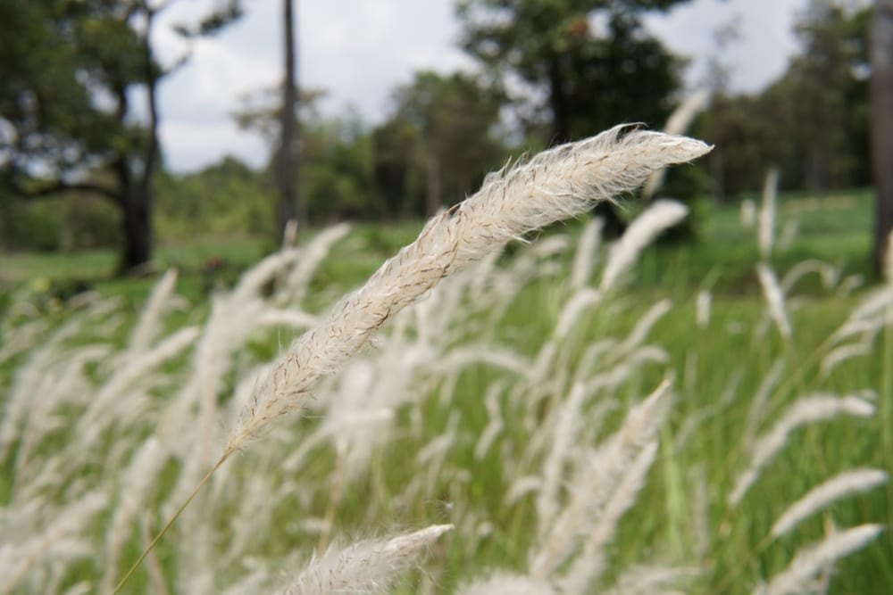 close up of a the white feathery seedheads of a cogon grass