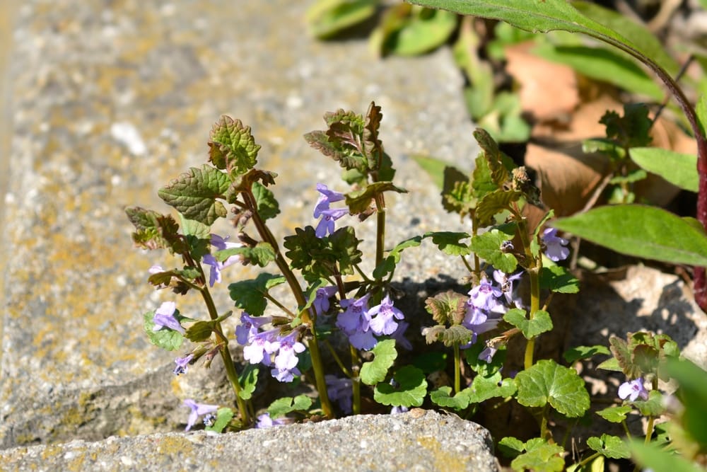 image of  a ground ivy or also known as creeping charlie growing on a pavement ground