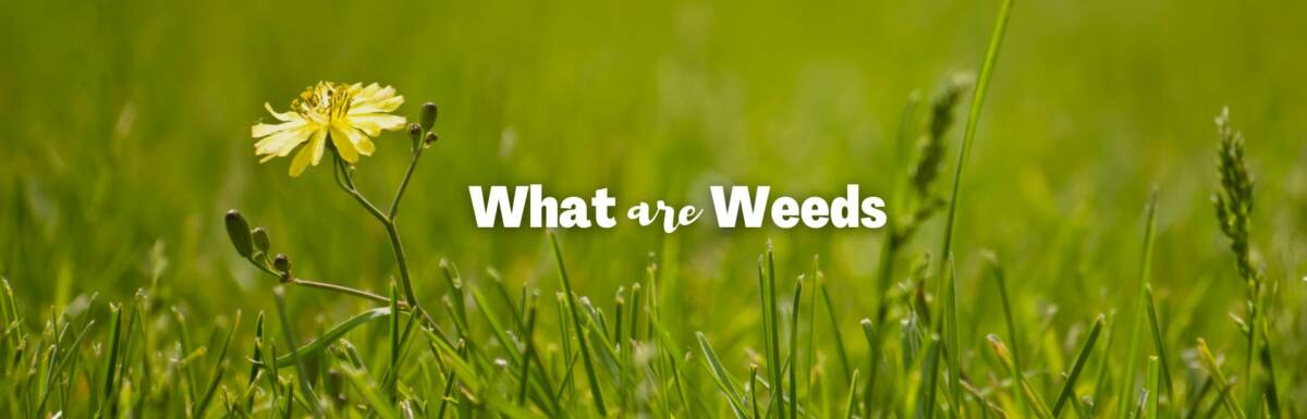 what are weeds featured image