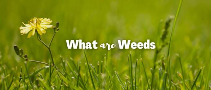 what are weeds featured image