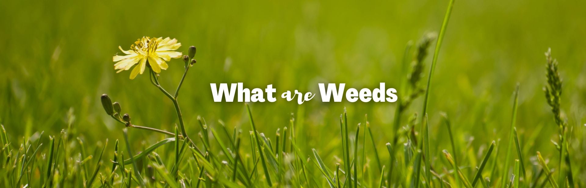 Weeds Revealed: What Are Weeds, and How Do They Benefit Ecosystems?
