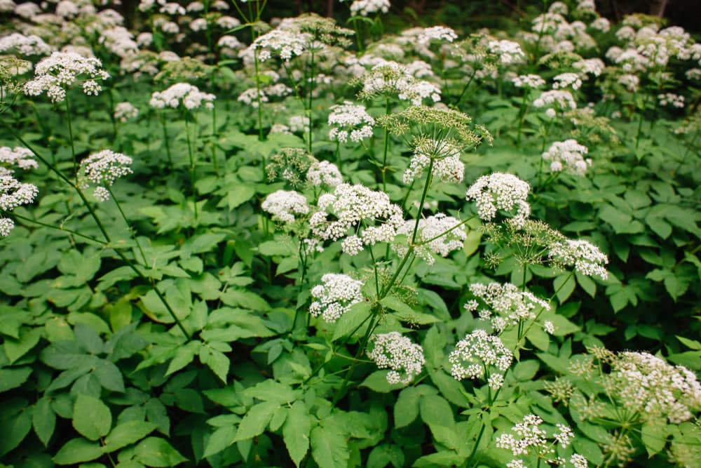 image of a ground elder with white flowers