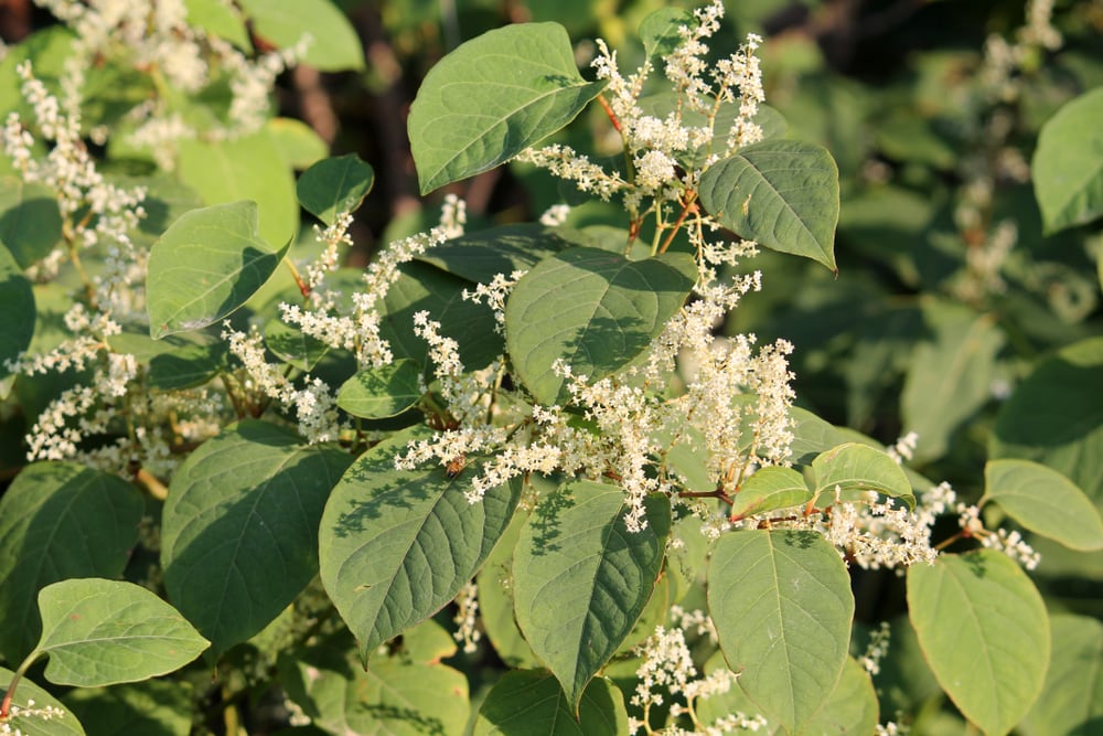 image of a Japanese knotweed showing leaves and flowers