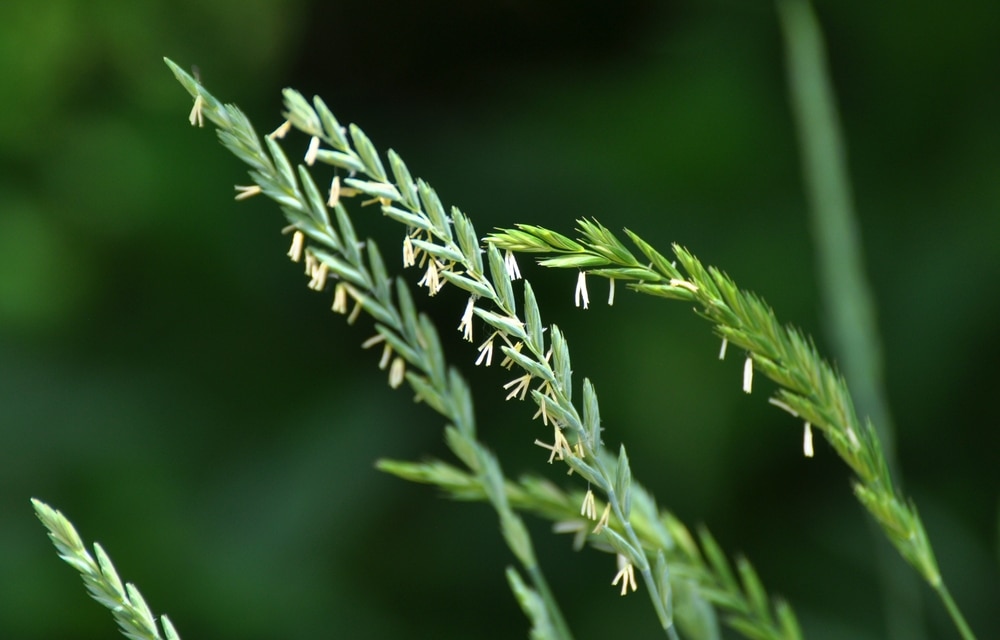 close up image of a quack grass or also known as couch grass