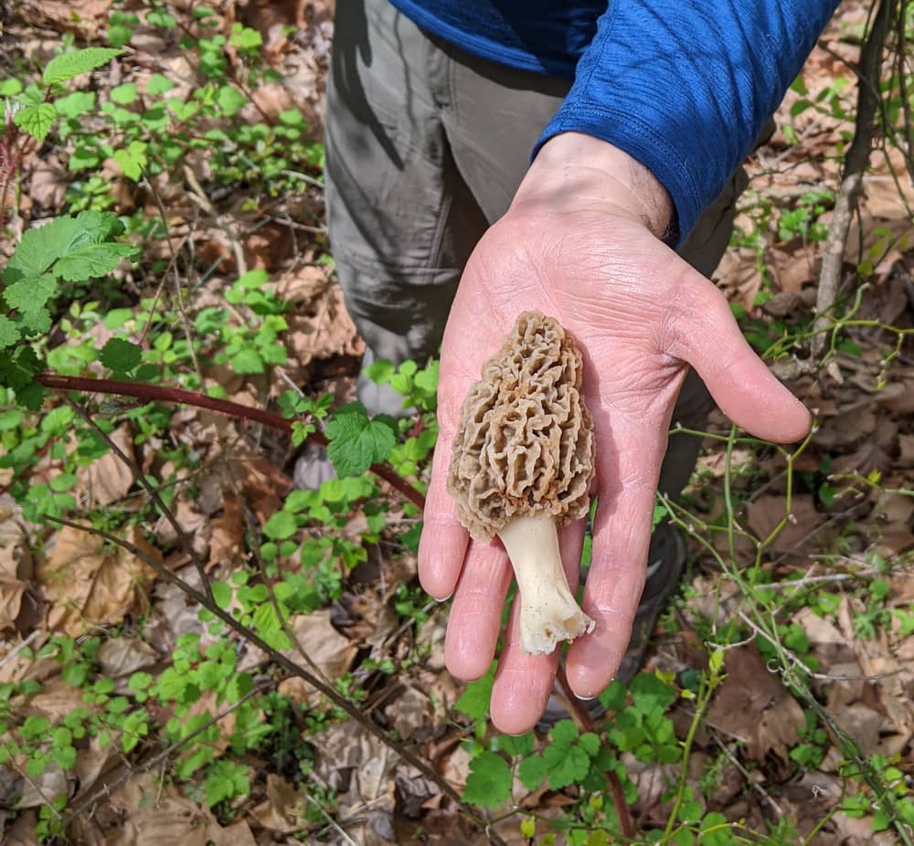 Morel mushroom hunting in Illinois, US
