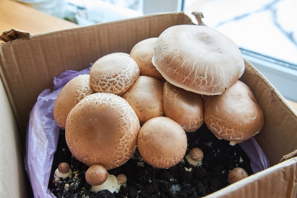Mushroom collected growing inside a box