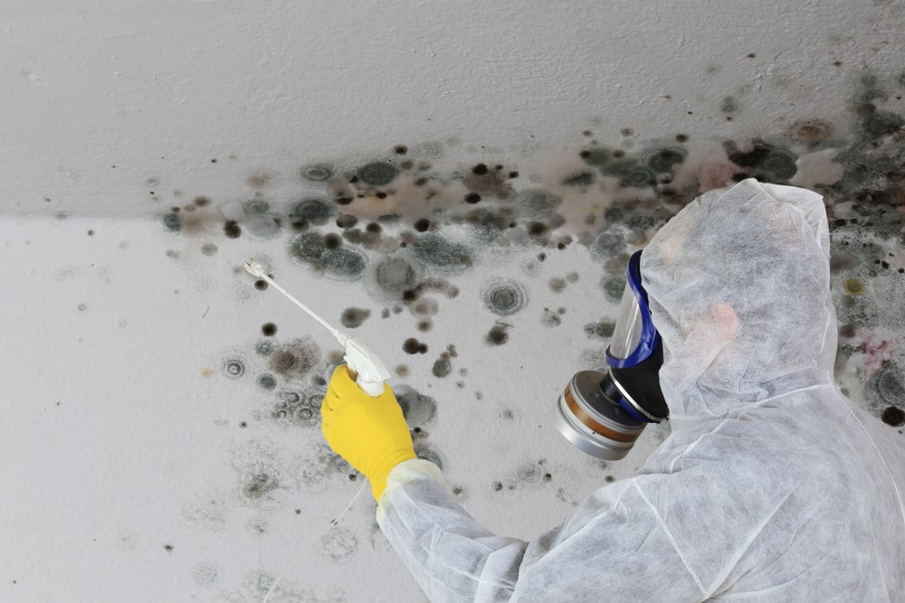 Mold (Aspergillus, Penicillium, Rhizopus) cleaned inside a room