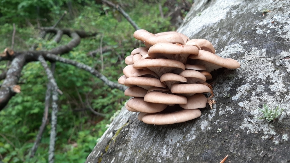 Oyster Mushrooms (Pleurotus ostreatus) on the body of a tree