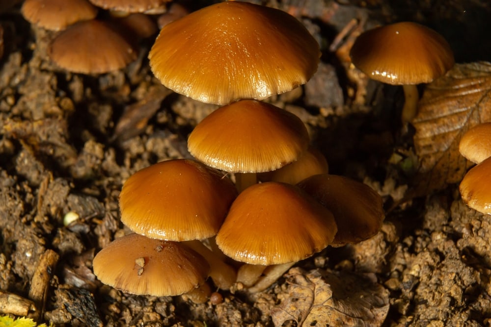 Shiny mushroom on a wet land