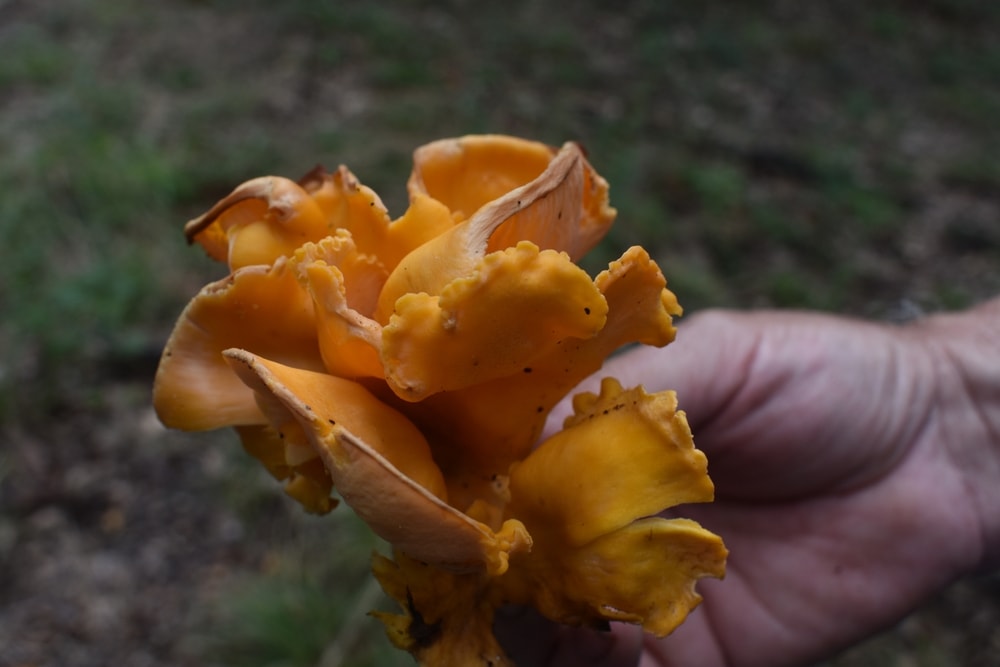 Chanterelle mushroom in Chesterfield, Missouri, USA 