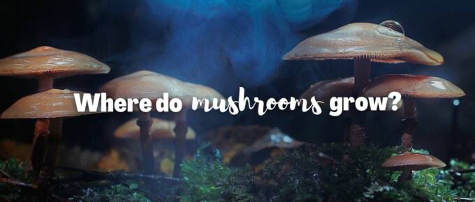 Where do mushrooms grow featured image