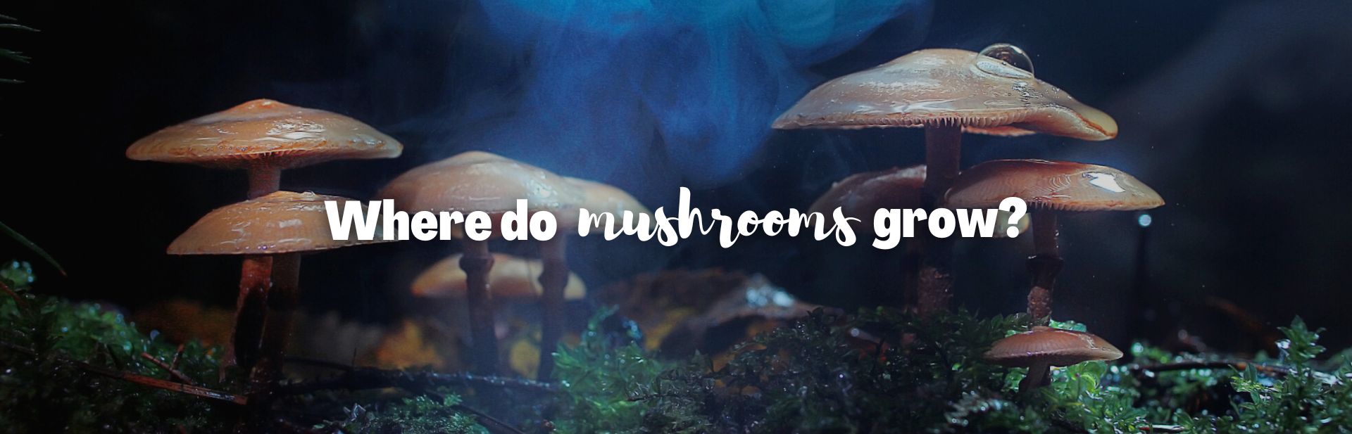 Where Do Mushrooms Grow? Explore the Secret World of Fungi and How to Find Them