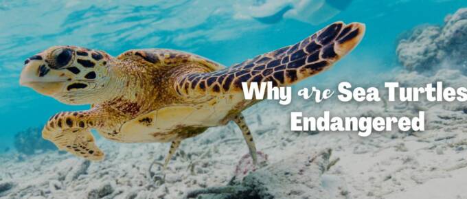 why are sea turtles endangered featured image