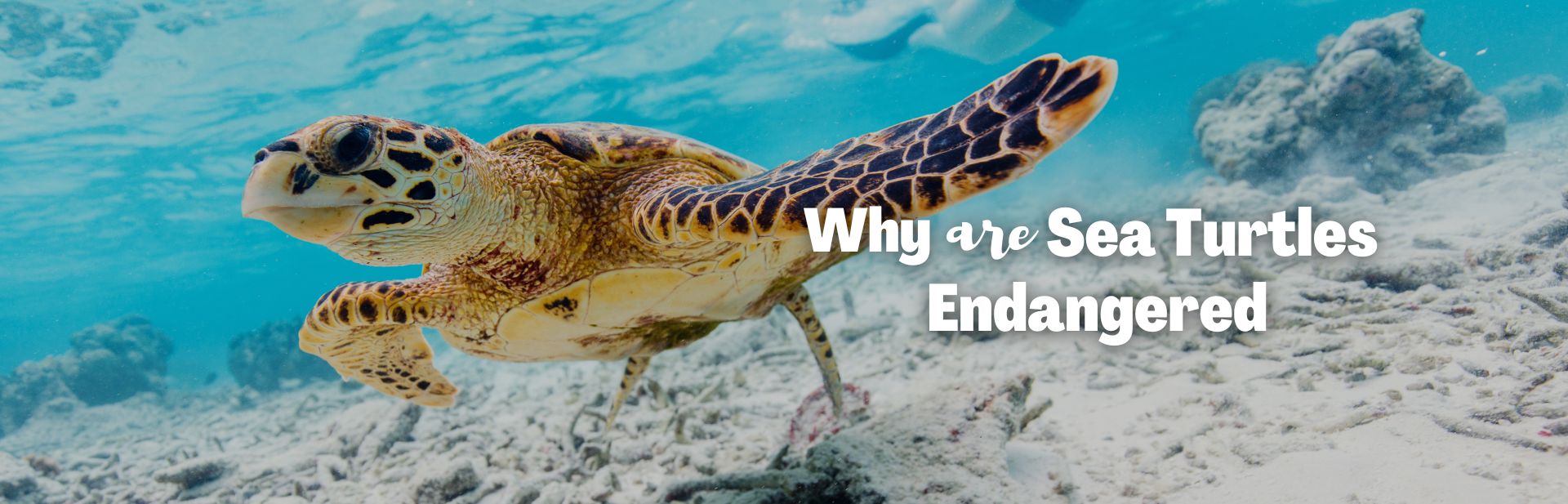 Why Are Sea Turtles Endangered? Face-to-Face with the Biggest Threats