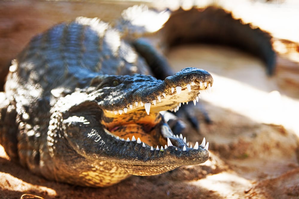 Nile crocodile scaring the tourist