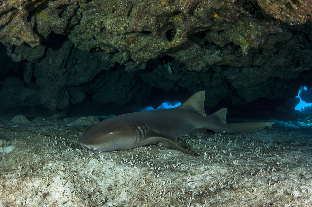 Nurse Shark (Ginglymostoma cirratum) laying on the ground of the ocean
