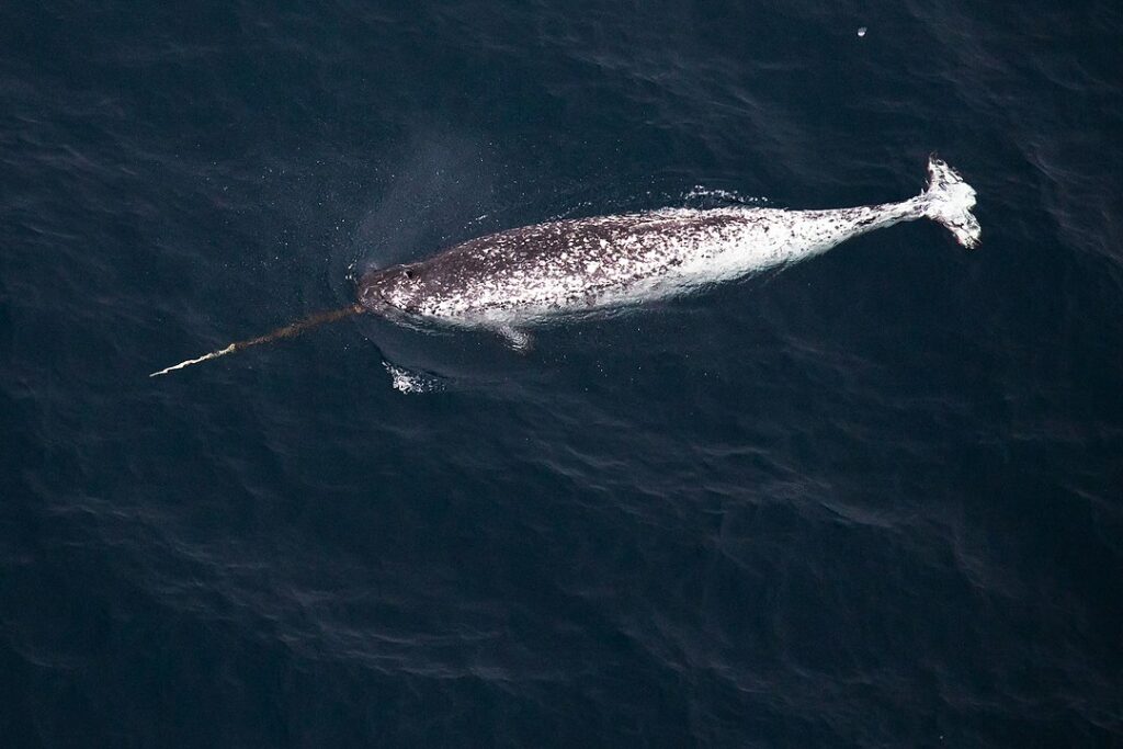 Narwhal (Monodon monoceros) swimming on the surface of the ocean