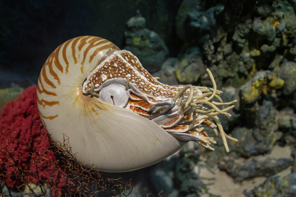 Nautilus (Nautilus sps) sitting on a coral