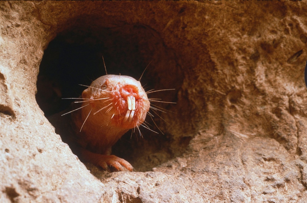 Naked Mole Rat (Heterocephalus glaber) going out of a mole