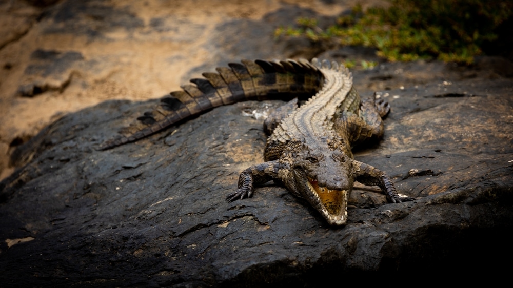 Nile Crocodile (Crocodylus niloticus) walking out of wood