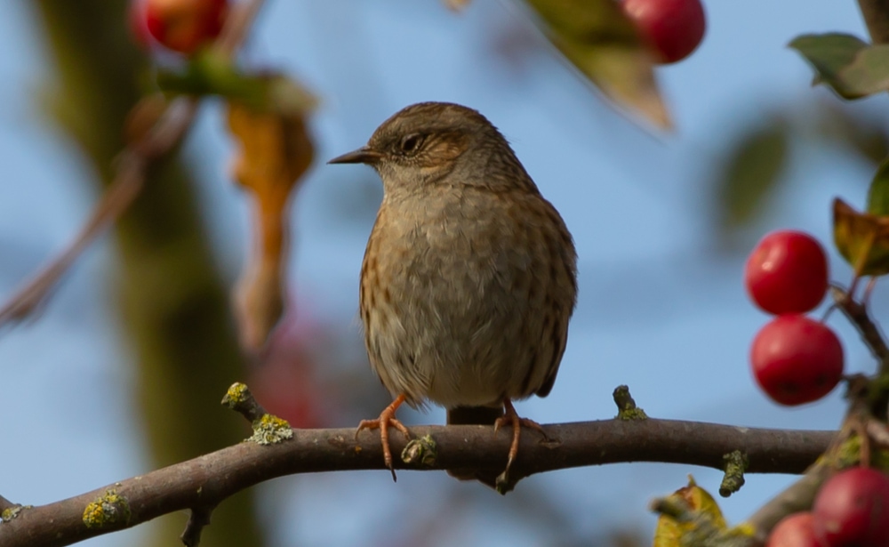 Nightingale (Luscinia sps) standing on a branch of tree