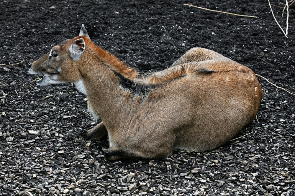 Nilgai Antelope (Boselaphus tragocamelus) sitting on a sand