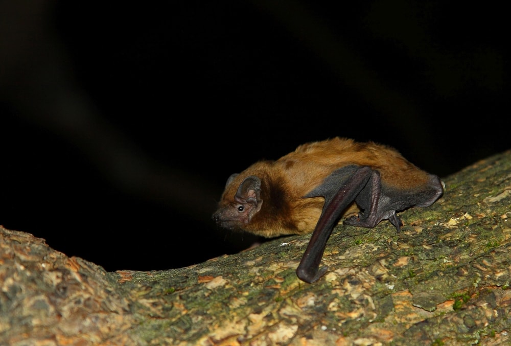 Noctule Bat (Nyctalus noctula) sitting on a branch of tree