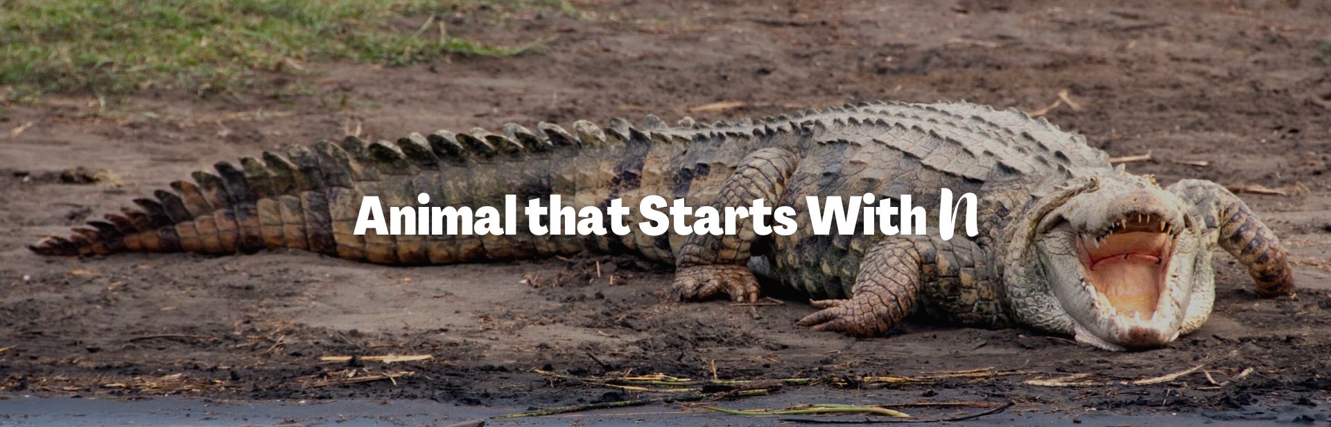 Navigating Nature’s N: A Look at Some of the Most Fascinating Animals That Start With N