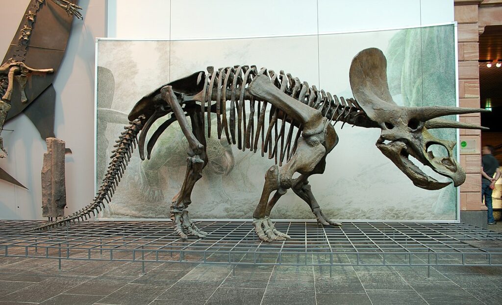 Skeletal of the Triceratops outside a museum