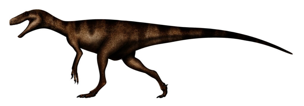 Herrerasaurus on white background