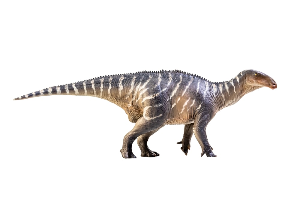 Iguanodon standing on white background
