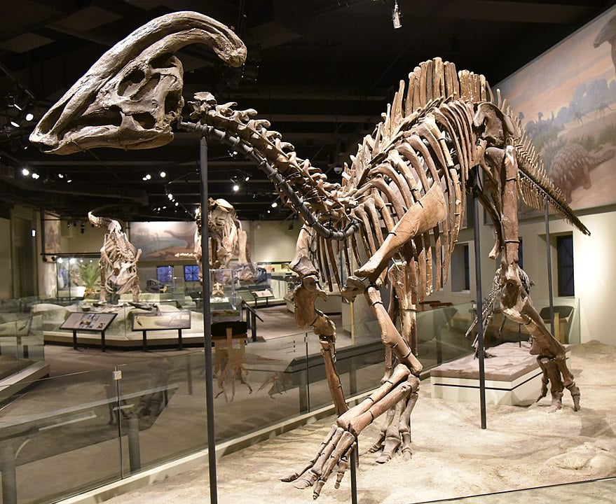 Parasaurolophus skeletal in the middle of museum