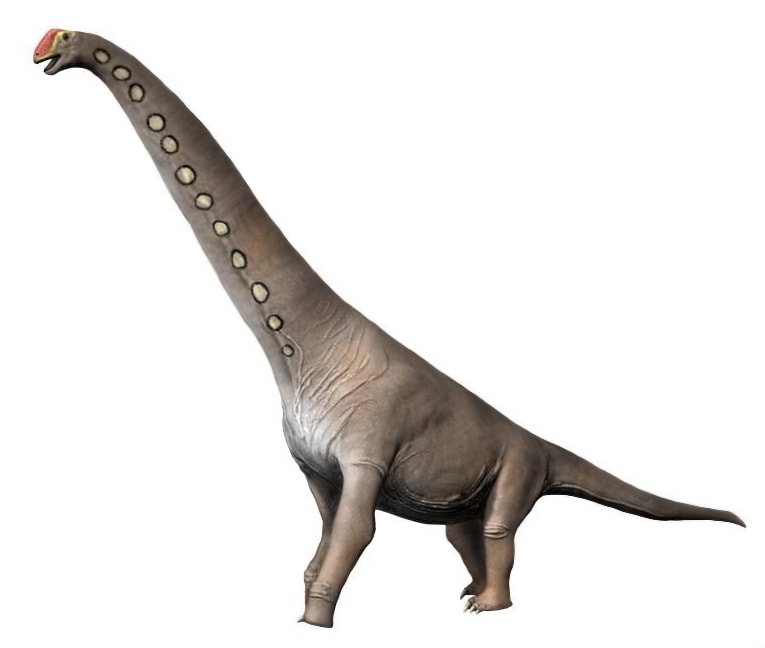 Brachiosaurus looking at the camera on white background