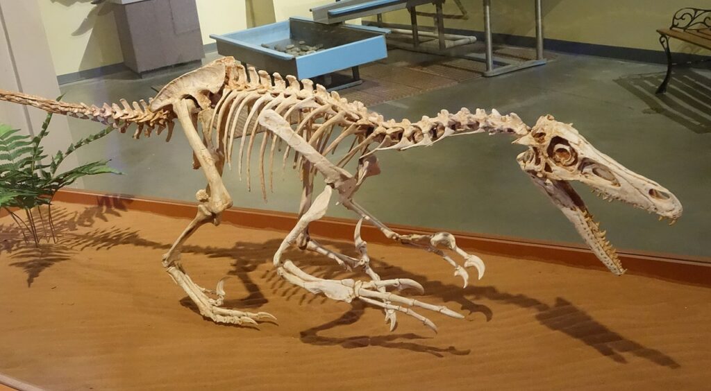 Skeletal of a Velociraptor inside a museum