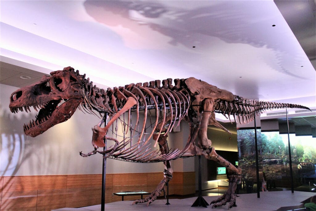 Skeleton of Tyrannosaurus inside the museum