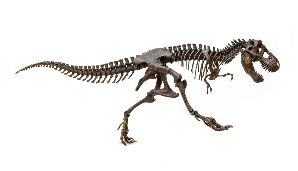 Skeletal of the dinosaur on white background